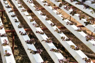 sebze hydroponic kavramının plastik boru