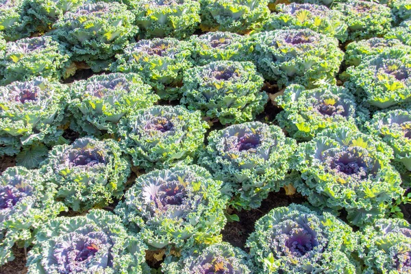 Red cabbage on garden — Stock Photo, Image