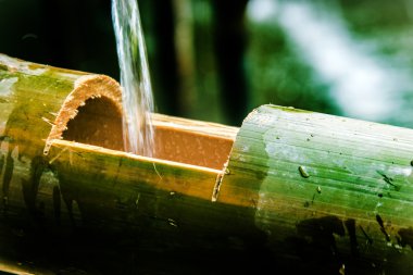 bamboo and water zen concept clipart