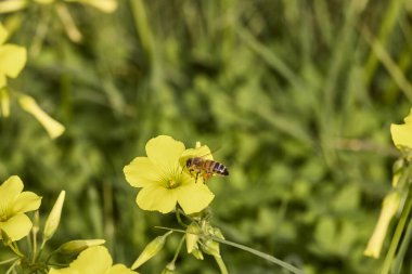 Bal arısı sarı bir çiçekten nektar topluyor, tozlaşma yapıyor.