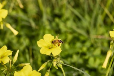 Bal arısı, çiçek açan oksalis çiçeğinin üzerinde parlak sarı polenleri topluyor.