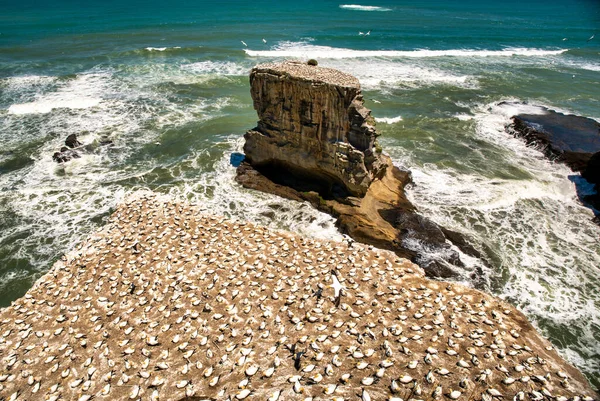 Thousands of gannets nesting on the rock stacks and cliffs at Muriwai beach — Stock Image Thousands Gannets Nesting Rock Stacks Cliffs Muriwai Beach Royalty Free Stock Photos
