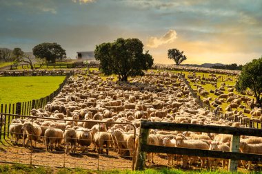 Yüzlerce koyun, gün batımında yeni bir çayıra taşınmaya hazır kırsal kesimdeki çiftlik arazisine toplandı.