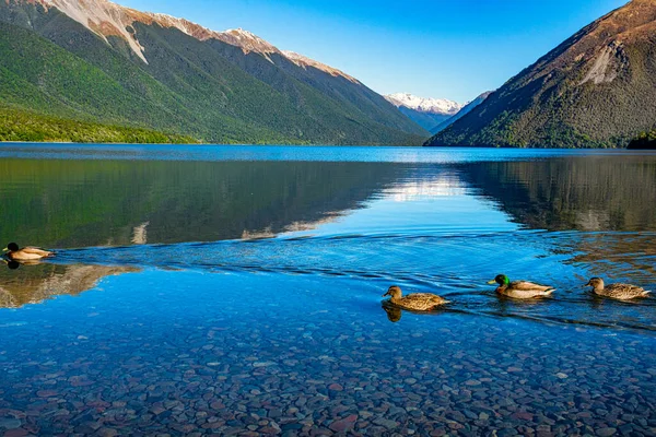 Group Four Ducks Lake Rotoiti Swimming Water Surface Disturbing Crystal — Stock Photo, Image