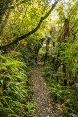 Karamea 'nın güneyindeki ormandaki çok uzak Hanlon Gölü.
