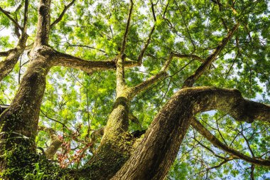 Büyük ağaç bakmak yukarıya