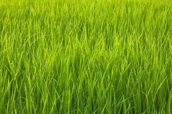 Um campo de arroz orgânico verde, no meio da Tailândia, com gotas de orvalho frescas, adoráveis e pequenas no final da tarde de verão durante o pôr do sol, em breve será o alimento mais saudável do mundo. — Fotografia de Stock