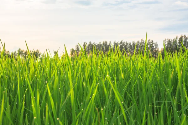 Um campo de arroz orgânico verde, no meio da Tailândia, com gotas de orvalho frescas, adoráveis e pequenas no final da tarde de verão durante o pôr do sol, em breve será o alimento mais saudável do mundo. — Fotografia de Stock