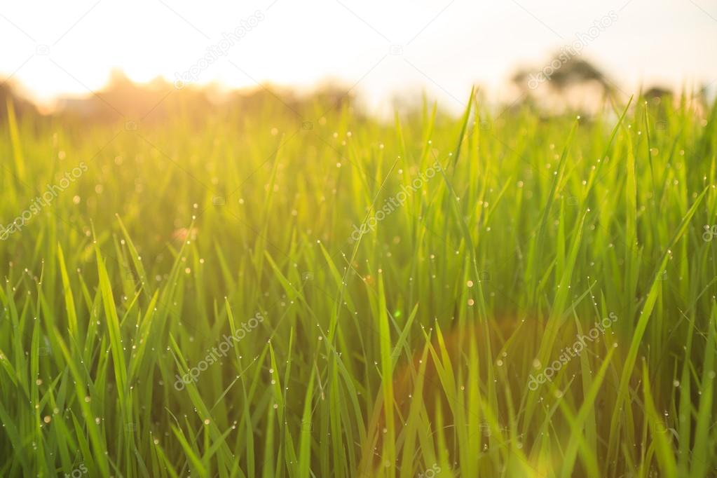 A green organic rice field, in middle part of Thailand with fresh, lovely, small dew drops in late summer afternoon during sunset, will soon be the one of the world most healthiest food