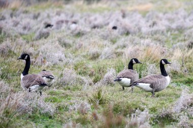 Kuşlar Yeni Zelanda