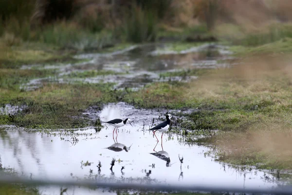 Vogels van Nieuw-Zeeland — Stockfoto