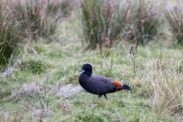 Aves da Nova Zelândia — Fotografia de Stock