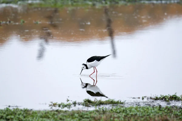 Aves da Nova Zelândia — Fotografia de Stock