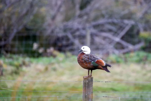 Aves da Nova Zelândia — Fotografia de Stock