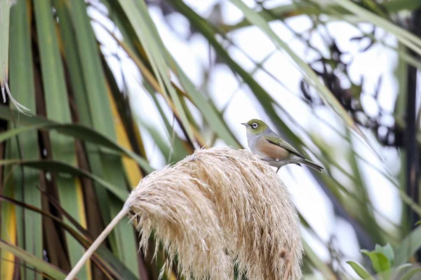 Neuseeländische Vögel — Stockfoto