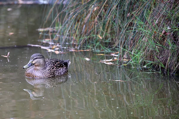 Neuseeländische Vögel — Stockfoto