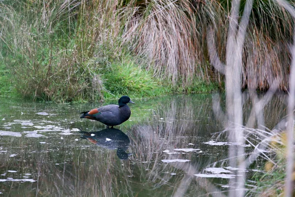 Aves da Nova Zelândia — Fotografia de Stock