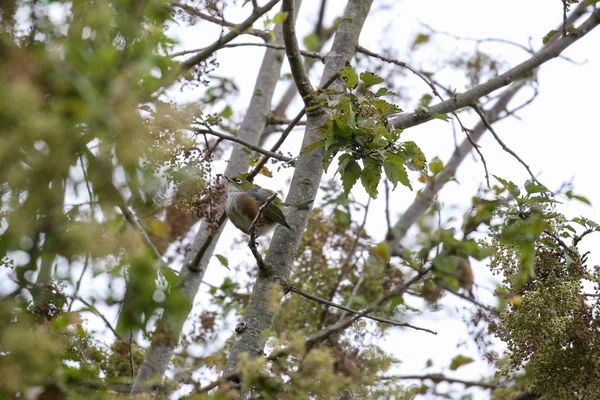 Vogels van Nieuw-Zeeland — Stockfoto