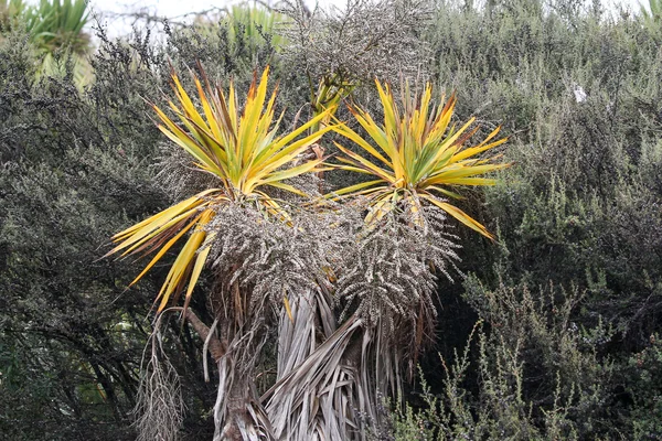 Plantas da Nova Zelândia — Fotografia de Stock