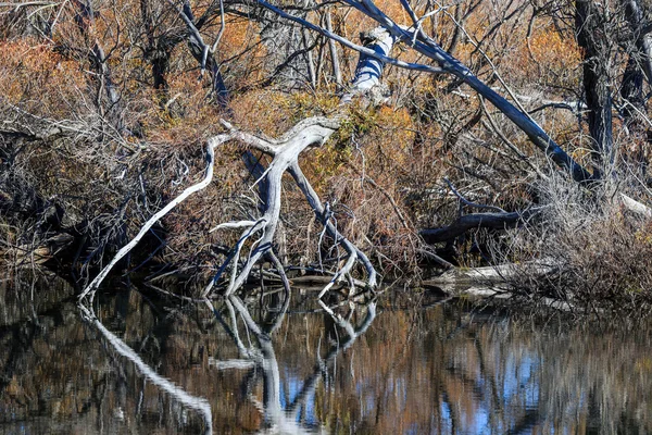 Neuseeländische Landschaft — Stockfoto