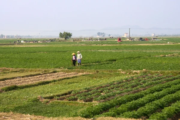 Tierras agrícolas tradicionales, hogares y agricultores que trabajan — Foto de Stock