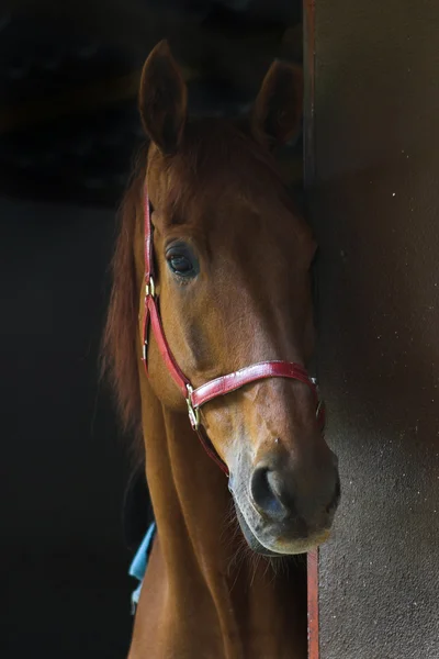 Brun häst — Stockfoto