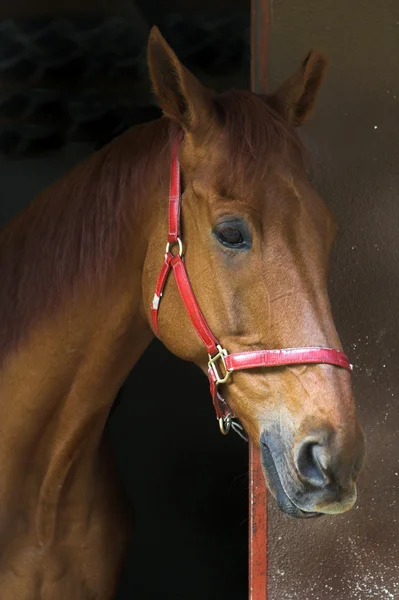 Caballo marrón —  Fotos de Stock