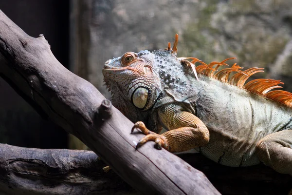 Male iguana — Stock Photo, Image