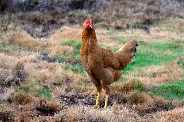 Roaming hen — Stock Photo, Image