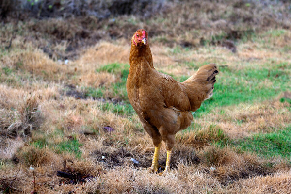 Roaming hen
