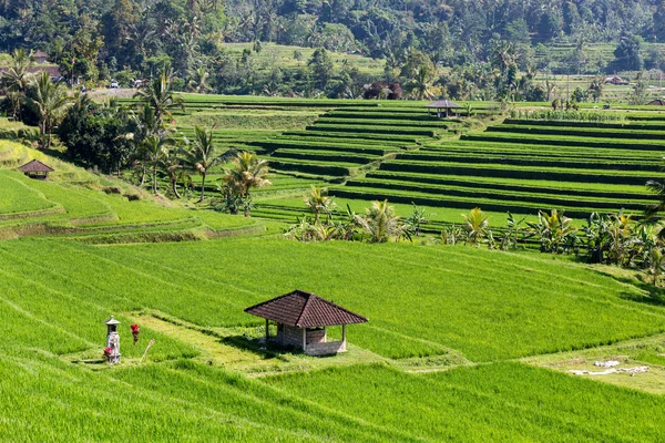 Rýžová pole v bali, Indonésie — Stock fotografie