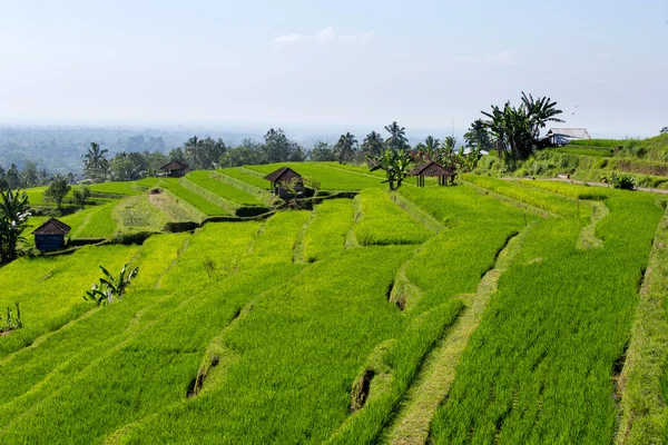 Reisfelder in Bali, Indonesien — Stockfoto