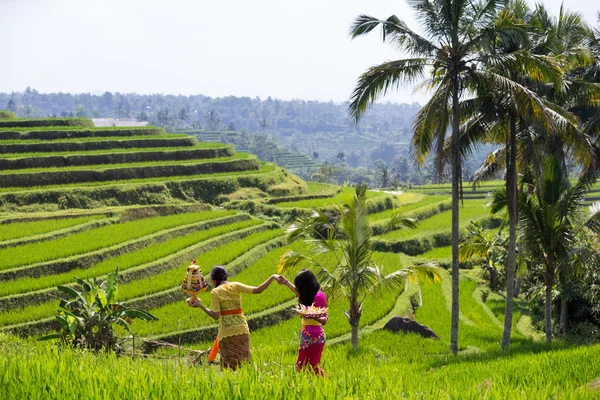 Reisfelder in Bali, Indonesien — Stockfoto