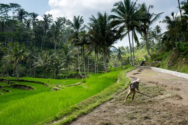 Landwirt in bali, indonesien — Stockfoto