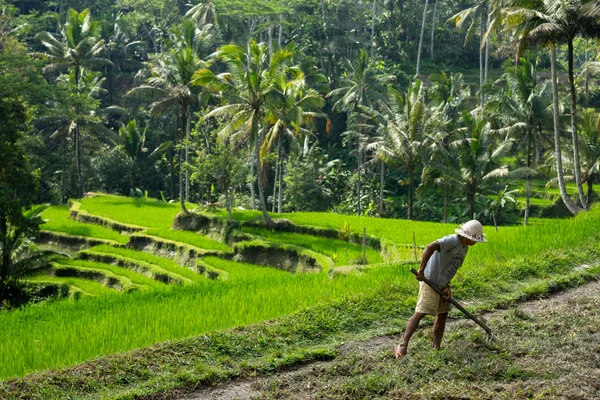 Landwirt in bali, indonesien — Stockfoto