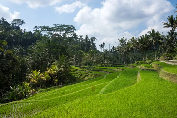 Kırsal Bali sahneleri — Stok fotoğraf