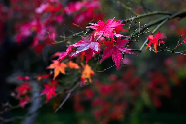 Autumn, South Korea — Stock Photo, Image