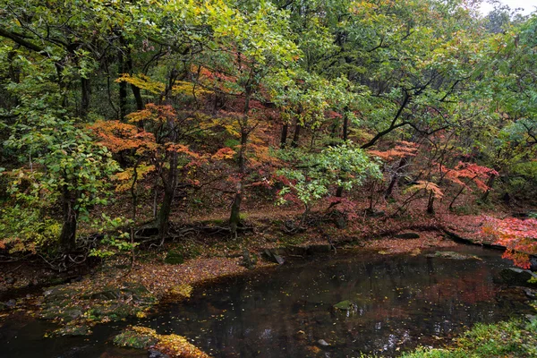 Sonbahar, Güney Kore — Stok fotoğraf