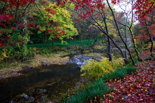 Podzim, Jižní Korea — Stock fotografie