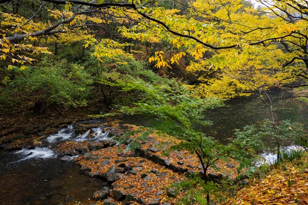 Őszi, Dél-Korea — Stock Fotó