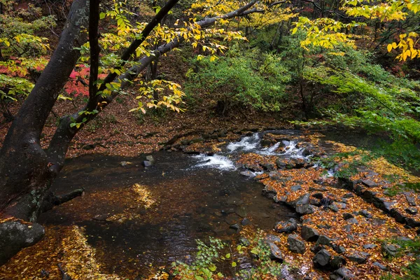 Őszi, Dél-Korea — Stock Fotó