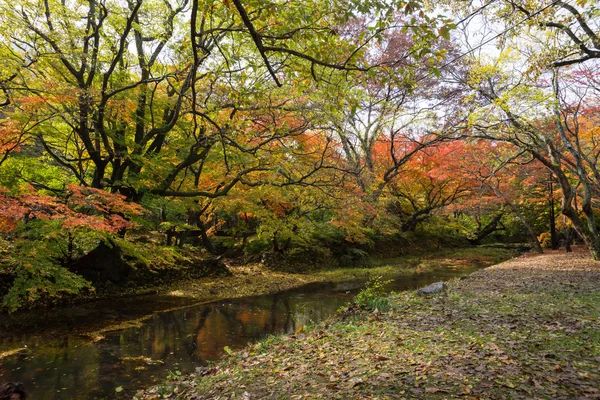 秋、韓国 — ストック写真