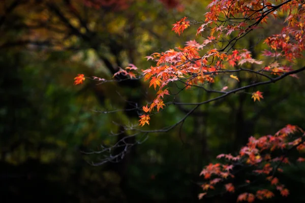 Automne, Corée du Sud — Photo