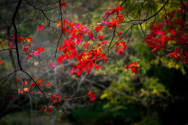 Herfst, Zuid-Korea — Stockfoto