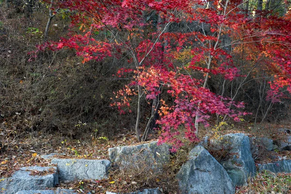 Jesień w parku odkryty w Gimje — Zdjęcie stockowe