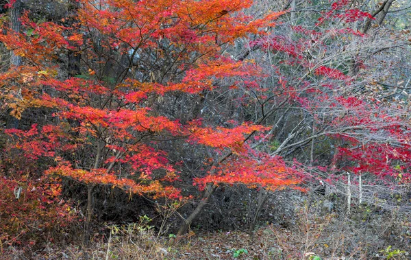Sonbahar renkleri Mount Maisan, Güney Kore — Stok fotoğraf