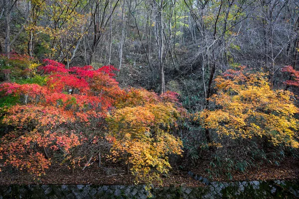 Φθινόπωρο χρώματα σε Mount χαρακτηριστικό, Νότια Κορέα — Φωτογραφία Αρχείου