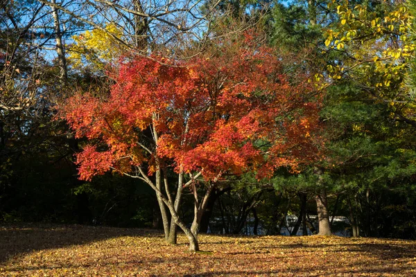 Autumn in the outdoor park in Gimje — Stock Photo, Image