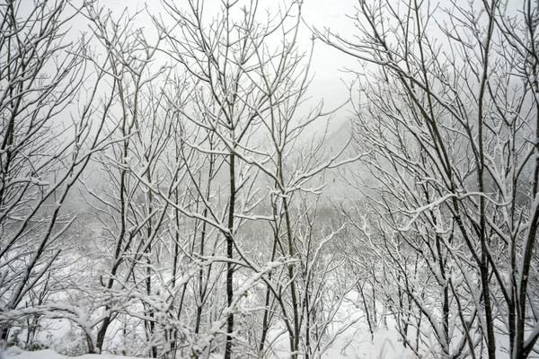 Schnee im Winter, Japan — Stockfoto