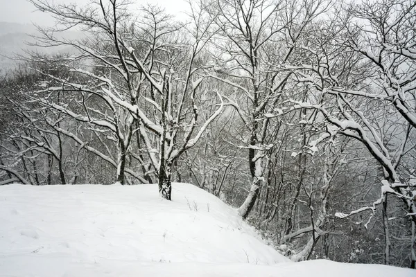 Snowing in winter, Japan — Stock Photo, Image